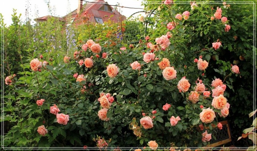 Barock róża pnąca